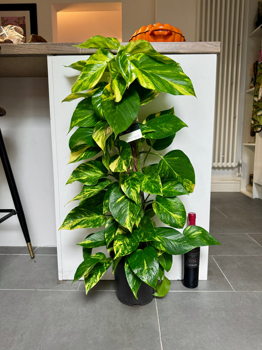 110cm Climbing Epipremnum Devils Ivy
