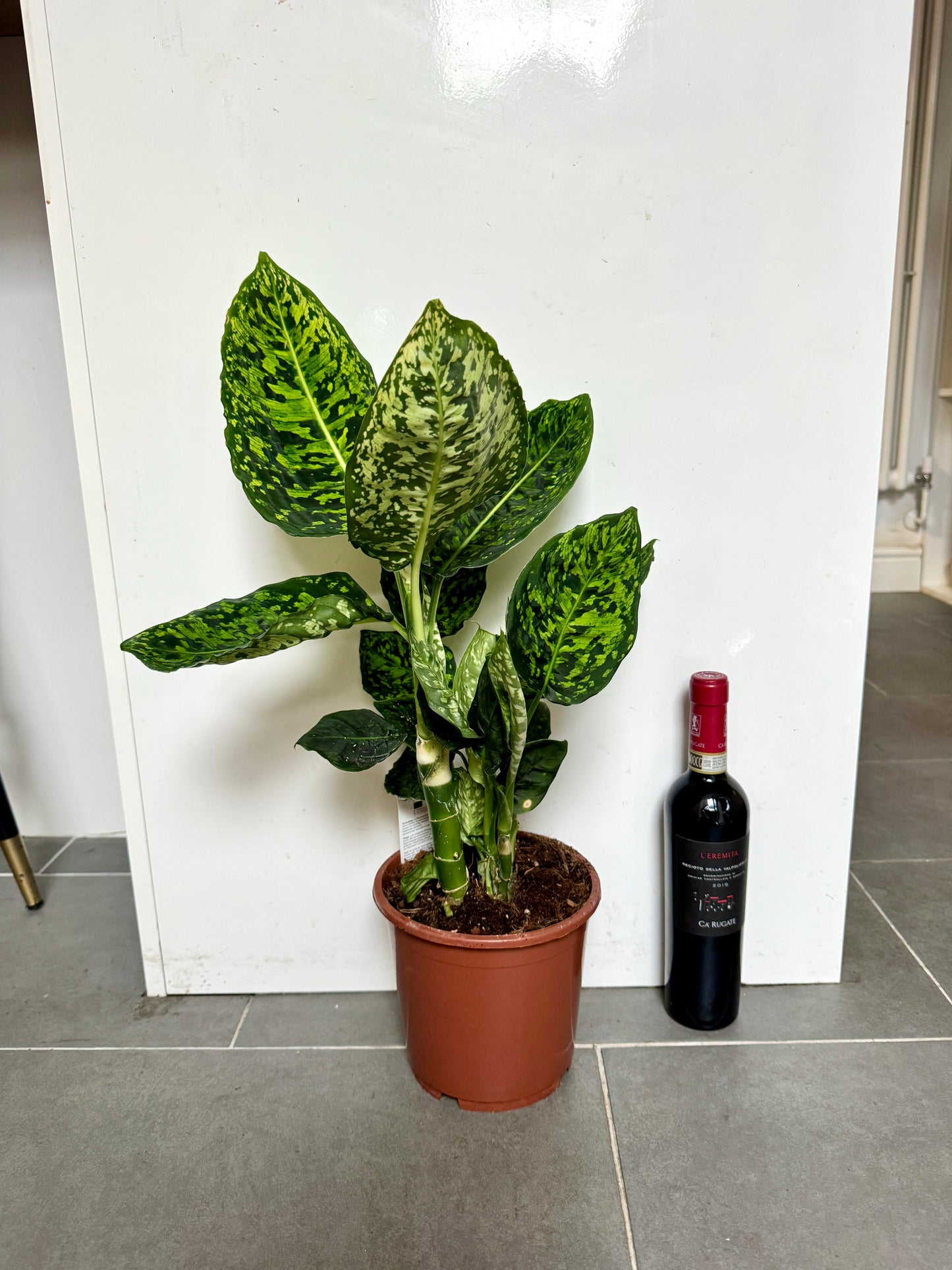 60cm Dieffenbachia Reflector