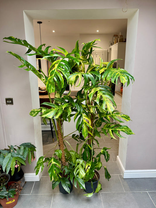 160cm Epipremnum Cintho Goldfinger