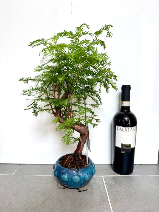50cm Metasequoia Bonsai Tree in Ceramic Dish