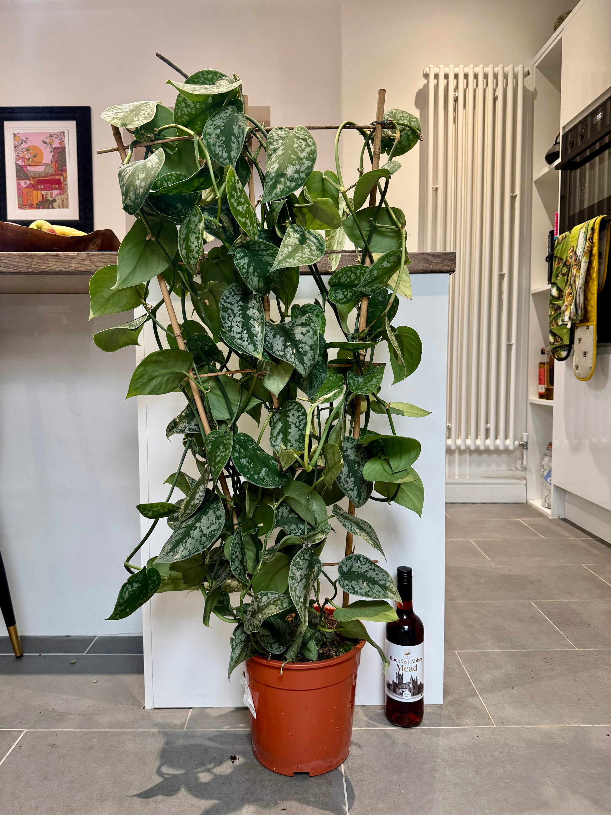climbing satin pothos 120cm Climbing Satin Pothos – Bristol Plant Man