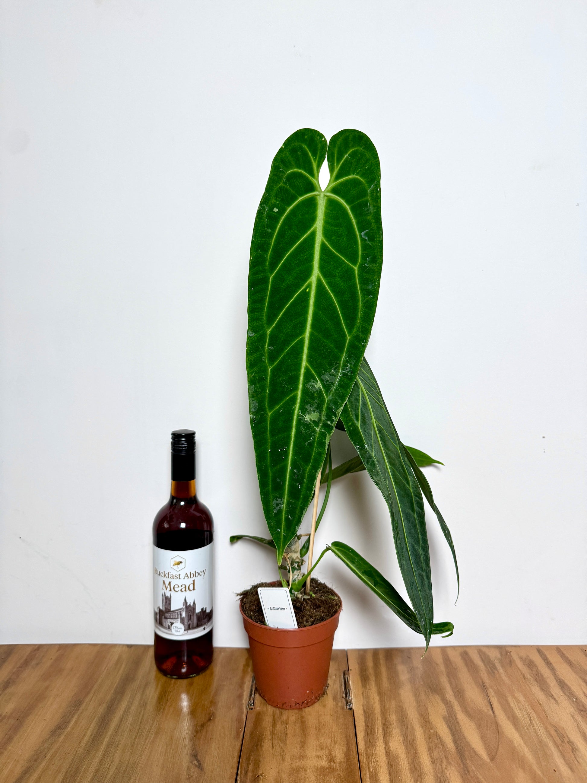 anthurium warocqueanum uk 60cm Queen Anthurium Warocqueanum – Bristol Plant Man