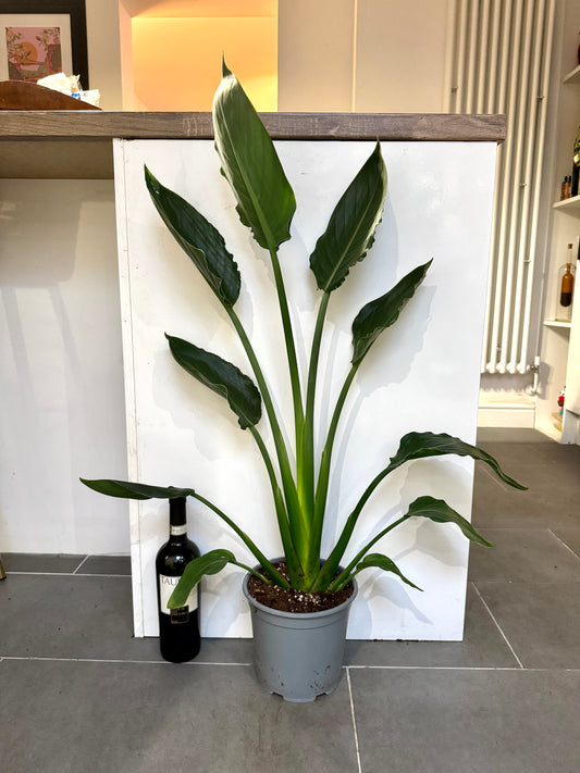 90cm Orange Flowering Strelitzia Reginae (Bird of Paradise)