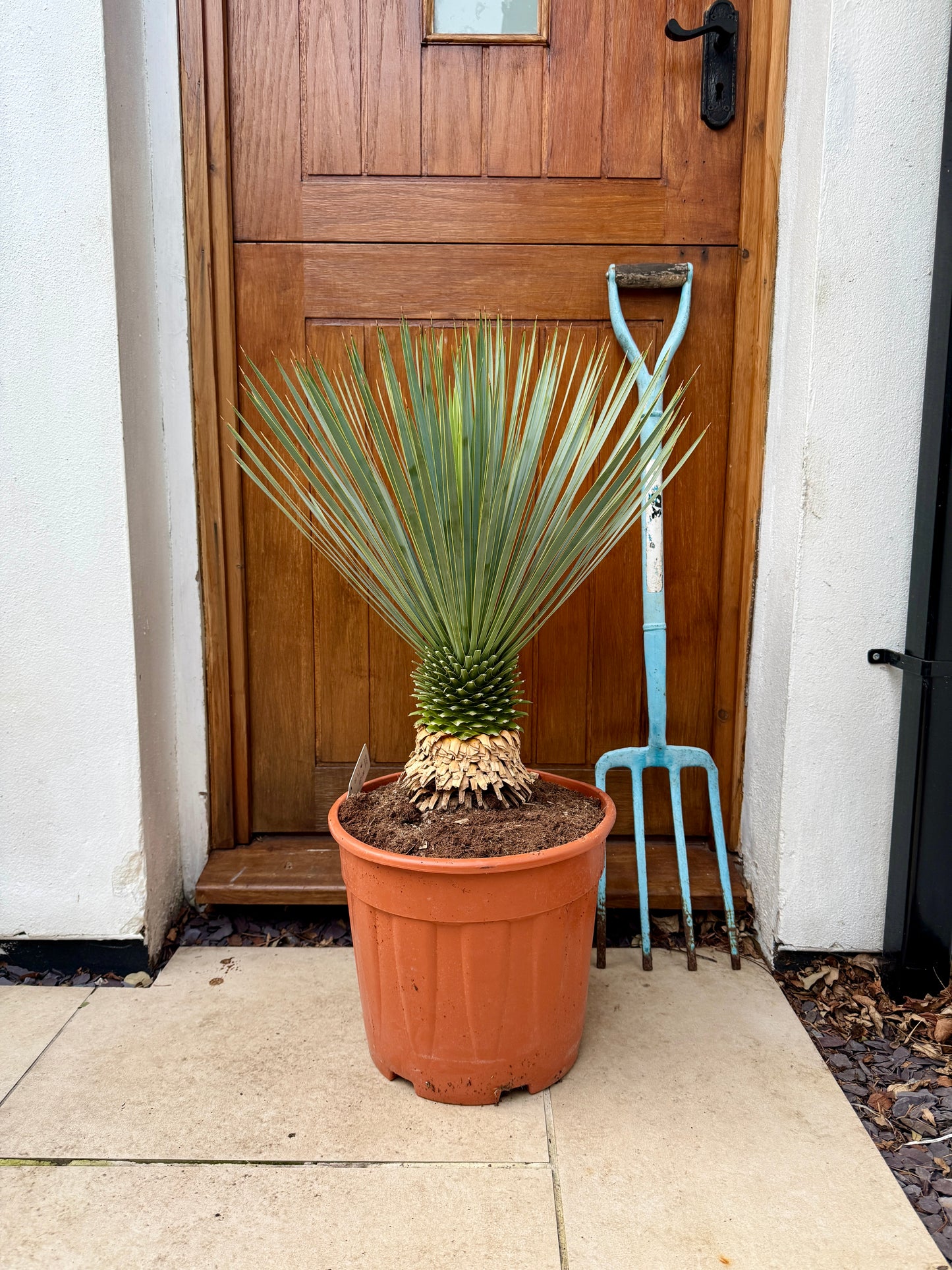 90cm Outdoor Yucca Rostrata