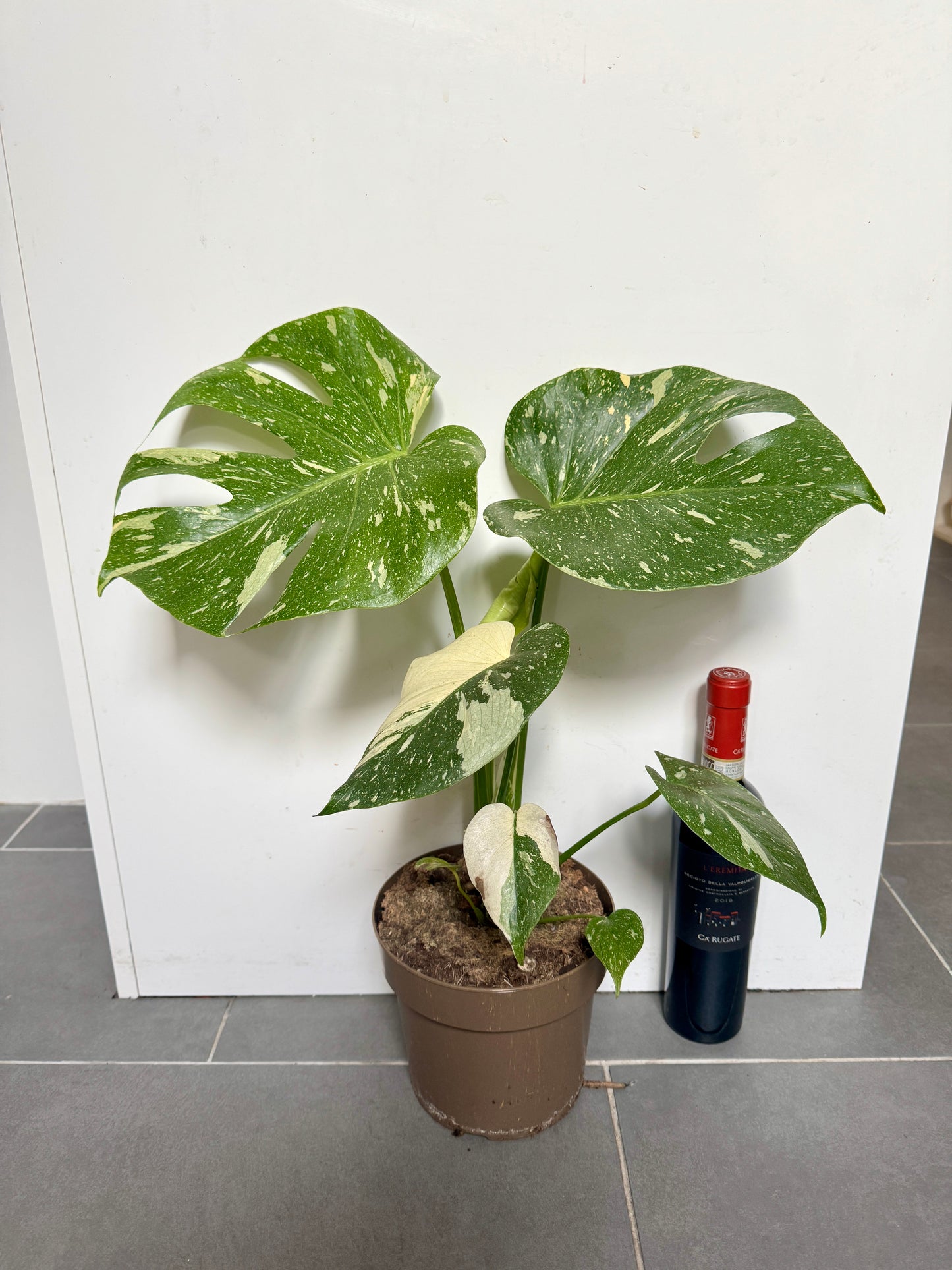 60cm Monstera Deliciosa Thai Constellation