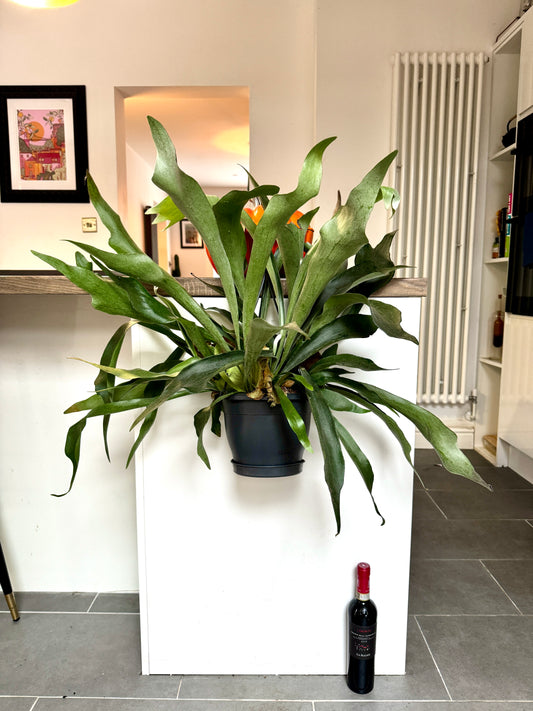 100cm Platycerum Bifurcatum  (Staghorn Fern)