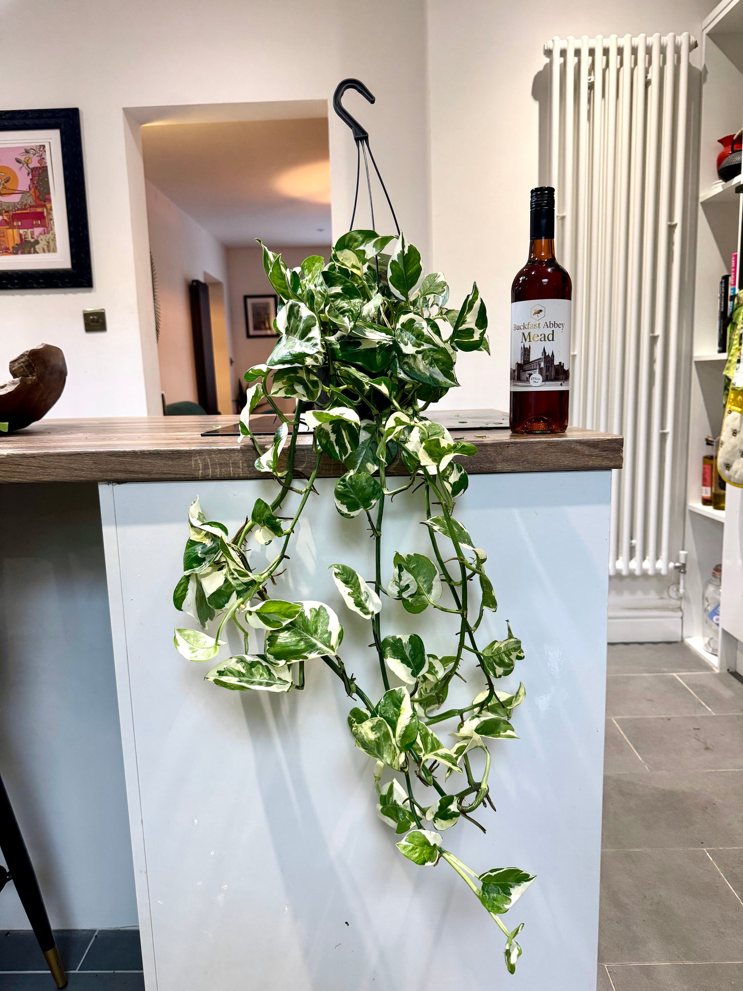 60cm Hanging Epipremnum Njoy