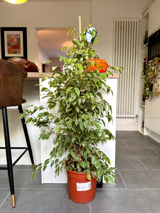 130cm Ficus Golden King (Weeping Fig)