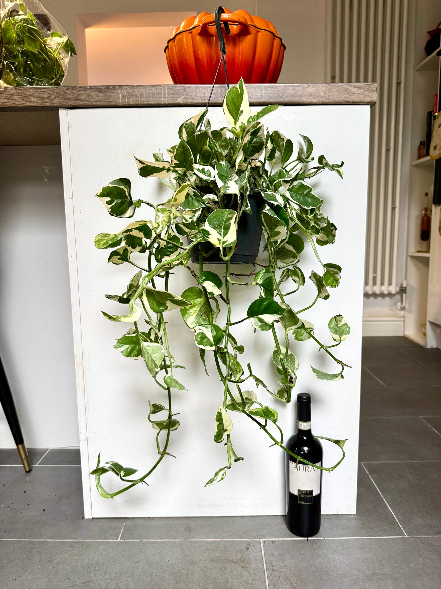 80cm Hanging Epipremnum Njoy