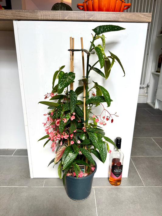 85cm Flowering Begonia Corallina