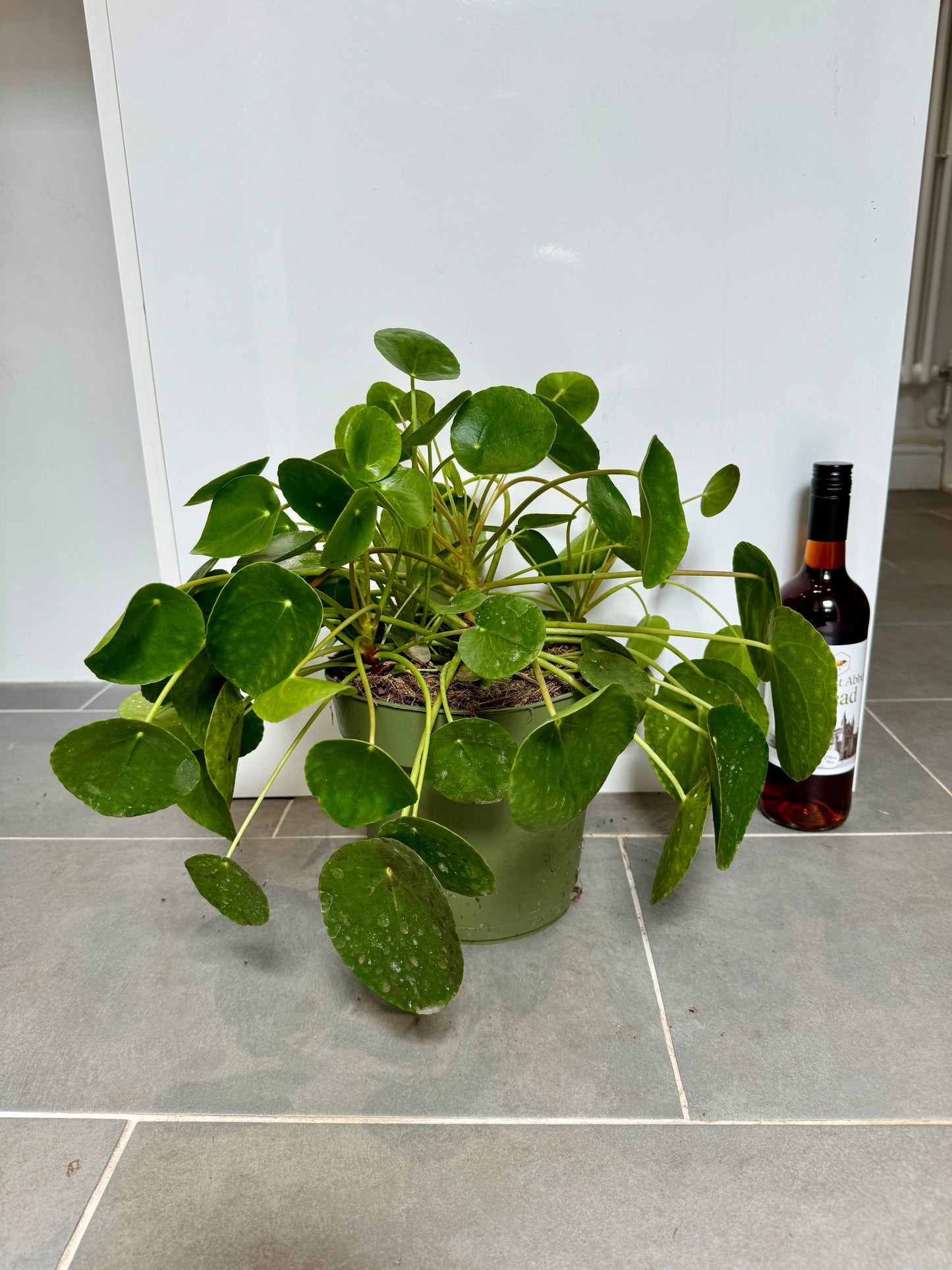 40cm Pilea Peperomiodies (Chinese Money Plant)