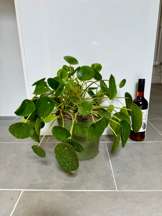 40cm Pilea Peperomiodies (Chinese Money Plant)