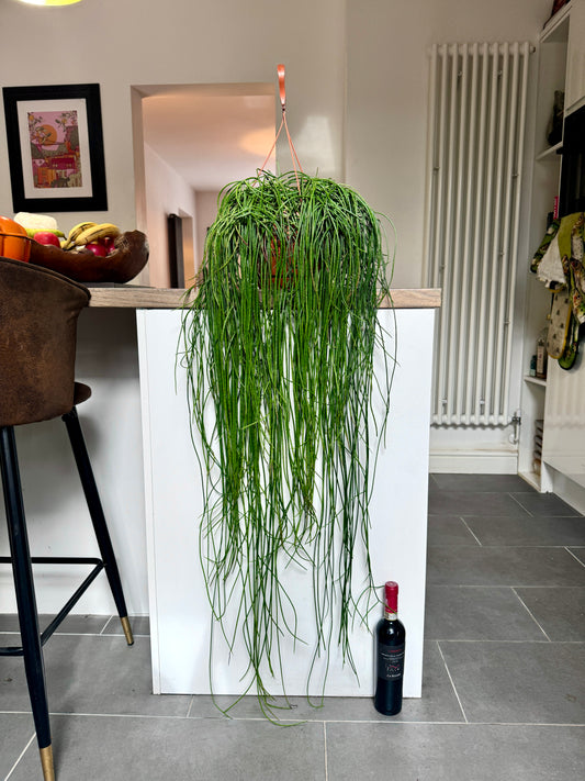 100cm Rhipsalis Floccosa