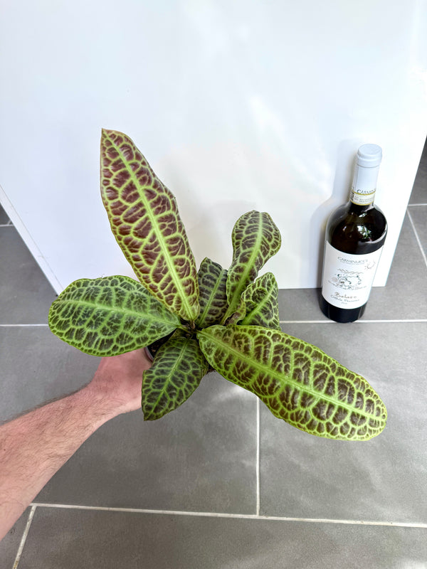 30cm Labisia Obtusifolia Kura Kura (Turtle Back Plant) – Bristol Plant Man