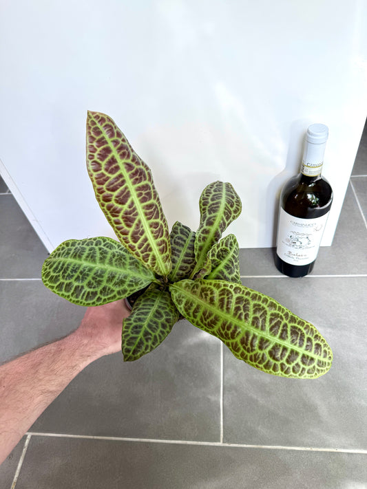 30cm Labisia Obtusifolia Kura Kura (Turtle Back Plant)