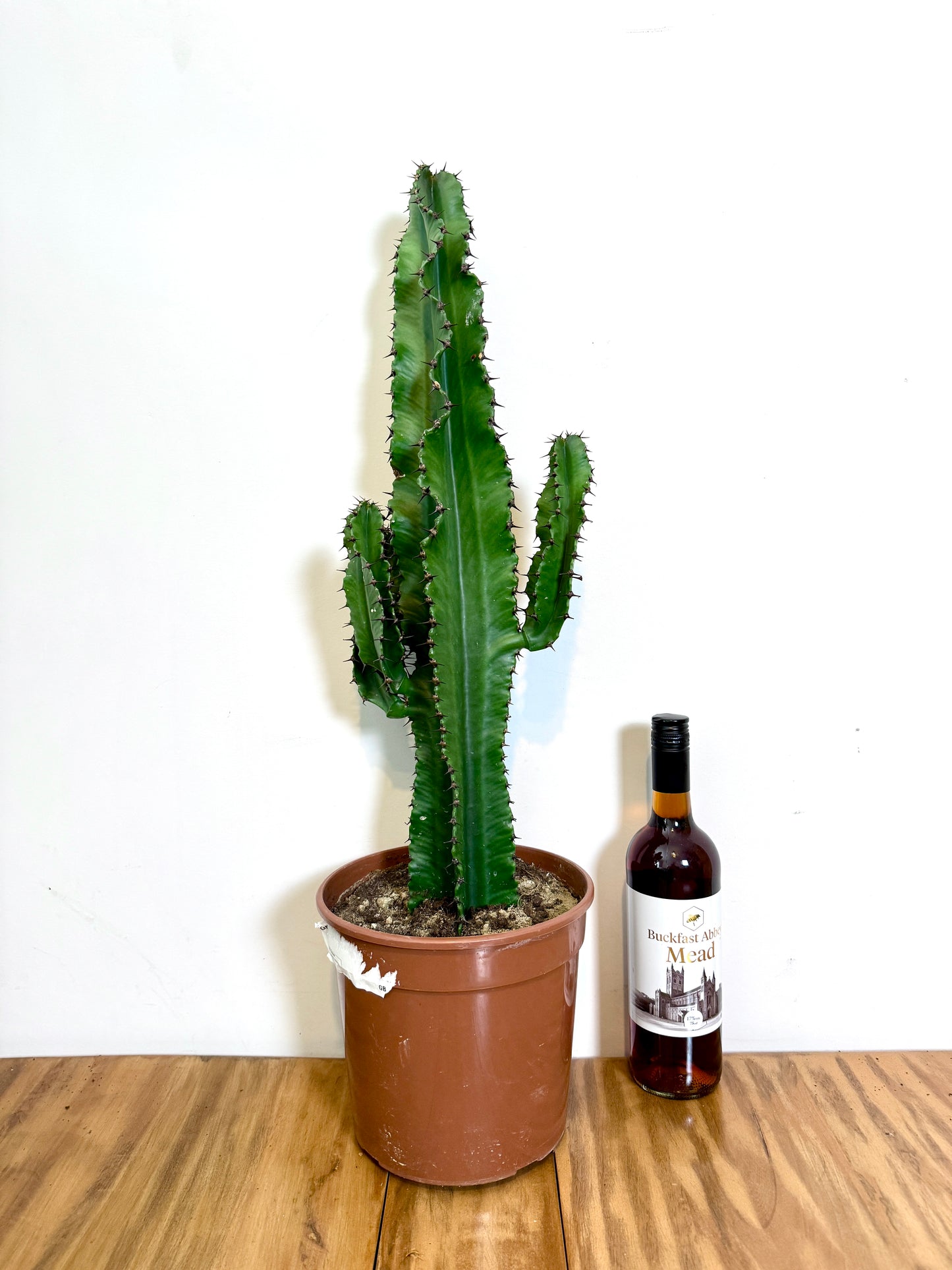 75cm Euprhobia Erytrea Cactus