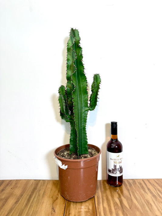 75cm Euprhobia Erytrea Cactus
