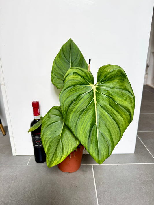 45cm Philodendron Pastazanum