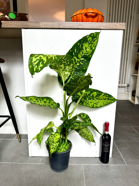 80cm Dieffenbachia Spotty