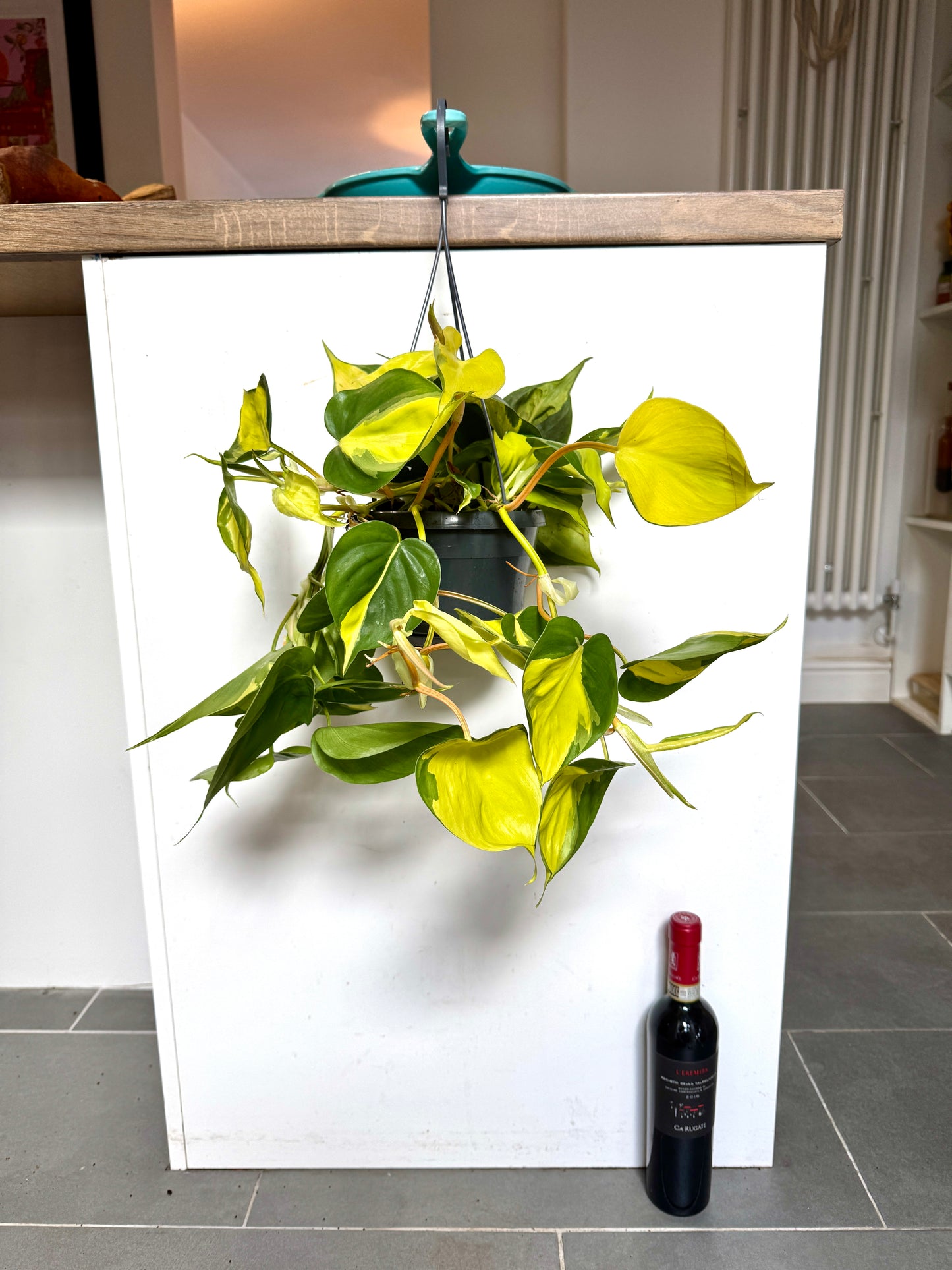 40cm Philodendron Scandens Brazil