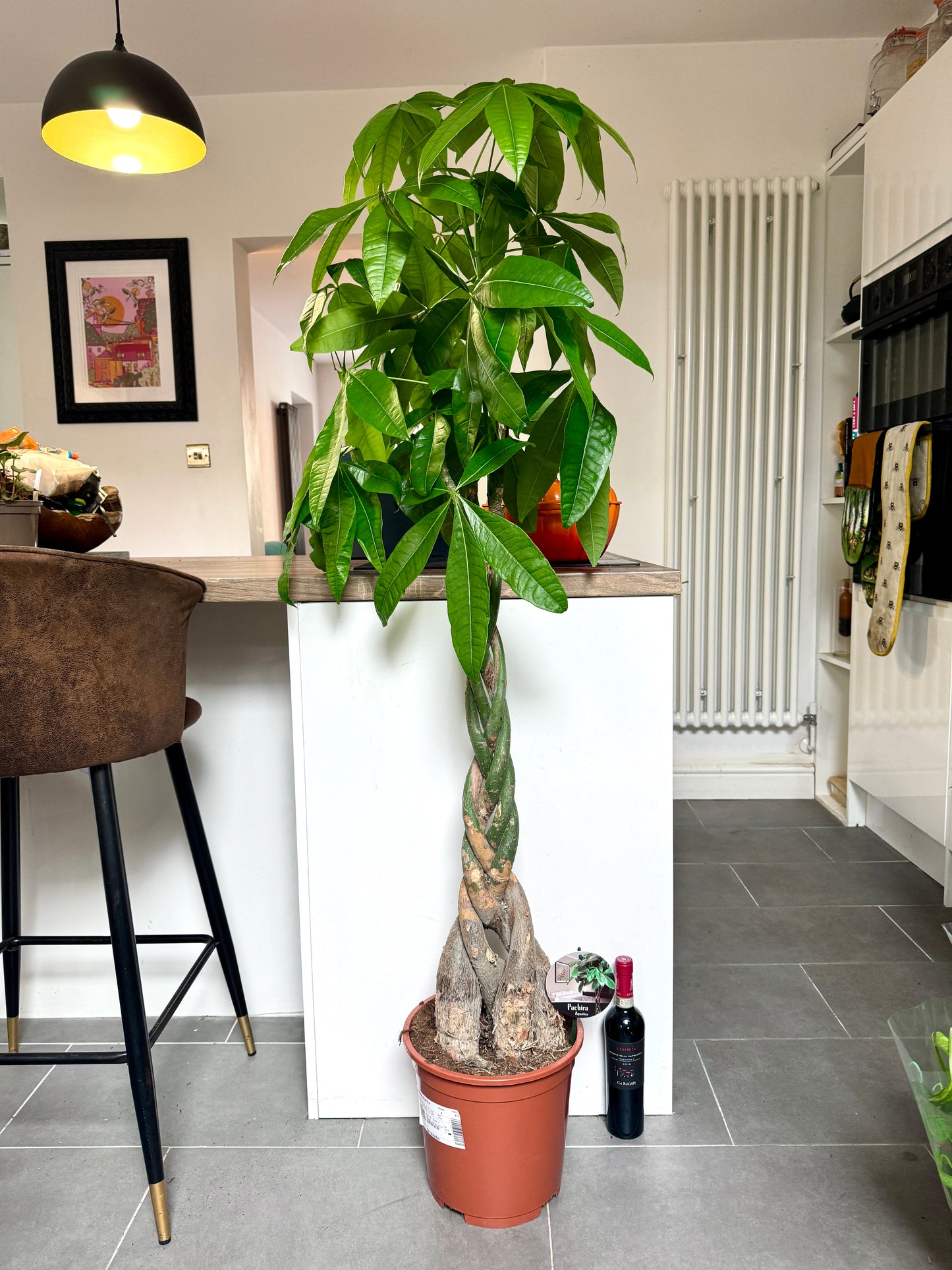 170cm Pachira Aquatica (Money Tree)