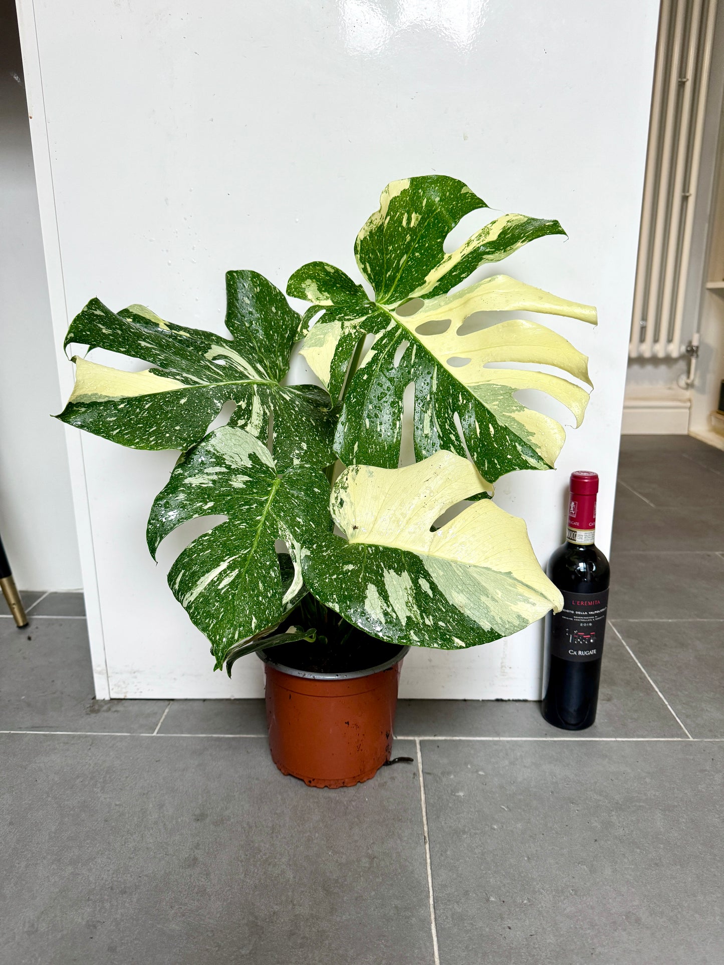 60cm Monstera Deliciosa Thai Constellation