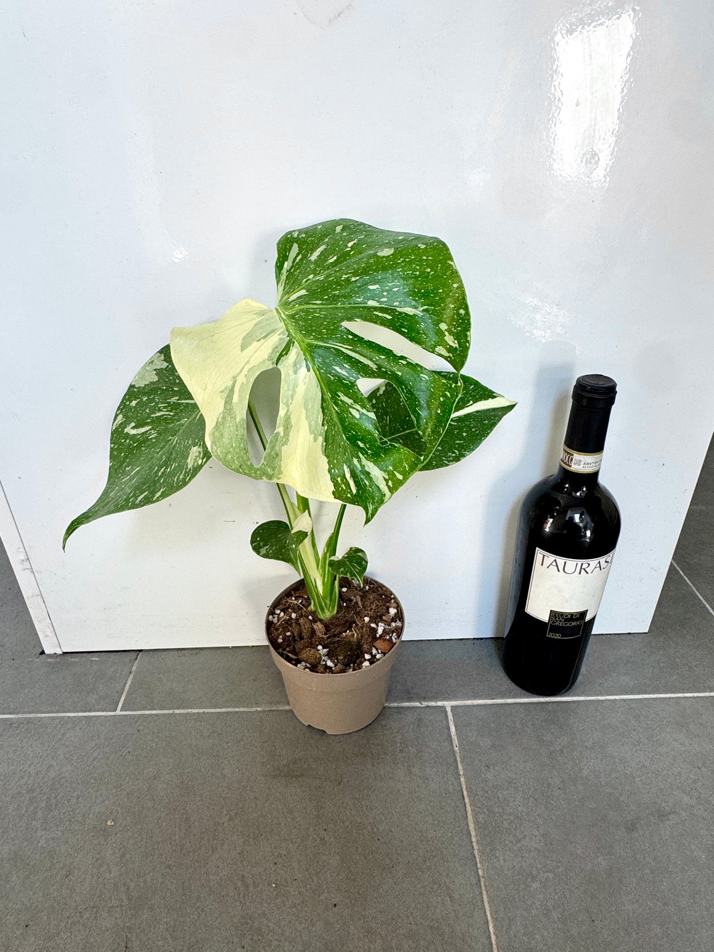 40cm Monstera Deliciosa Thai Constellation (Swiss Cheese Plant)