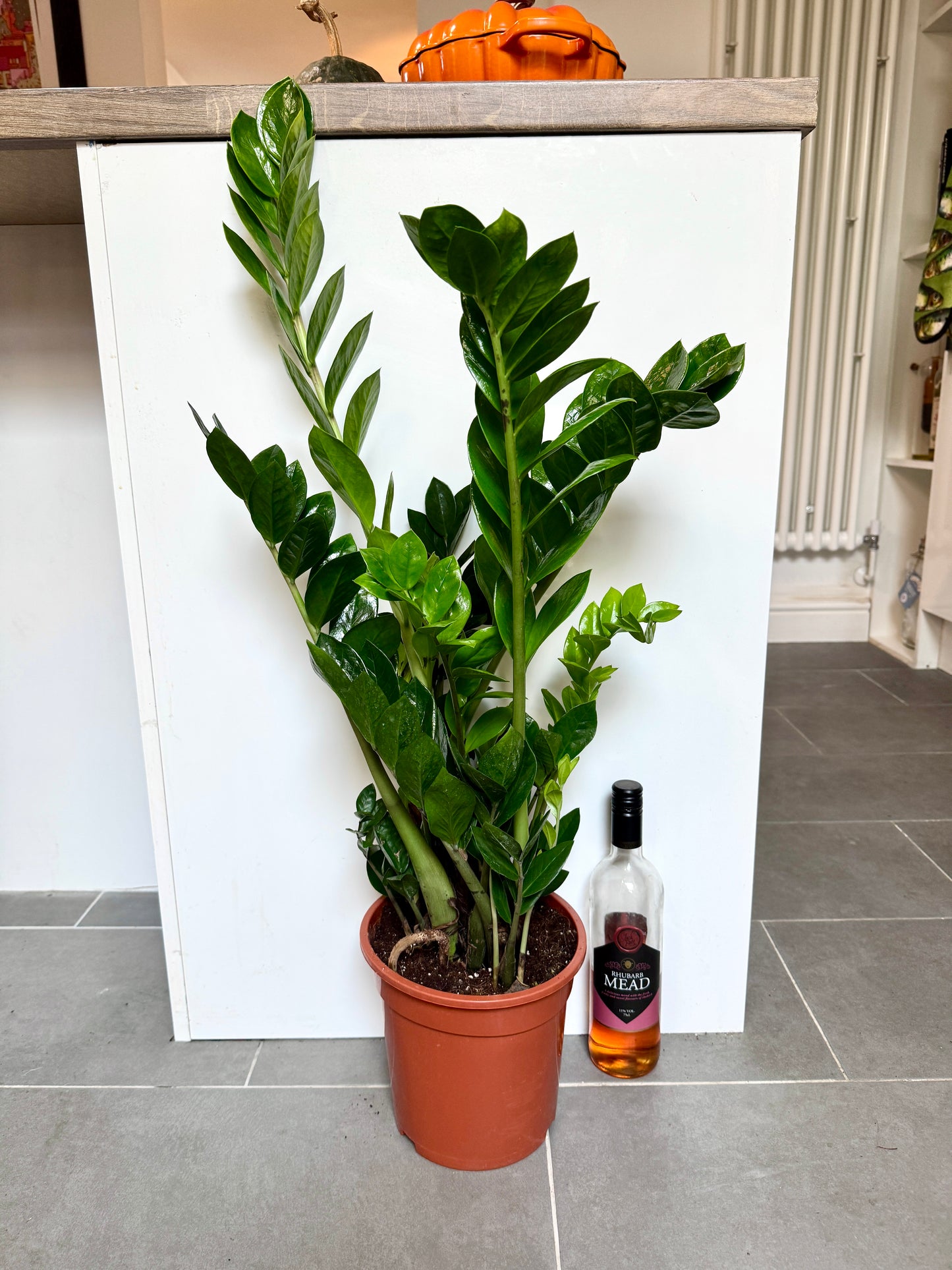 90cm ZZ Plant