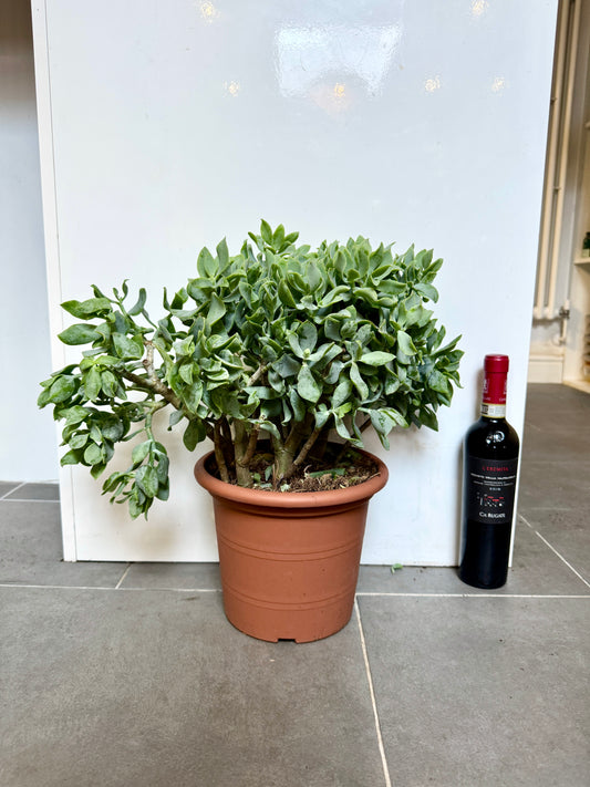 40cm Crassula Curly Silver Jade Plant
