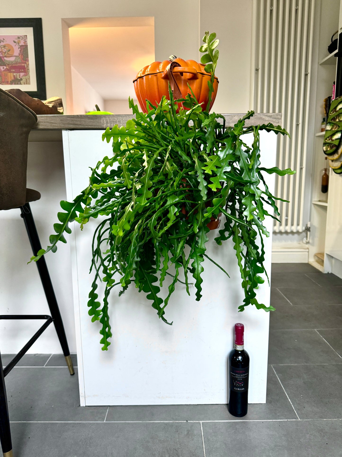 80cm Fishbone Cactus (Epiphyllum Anguliger)