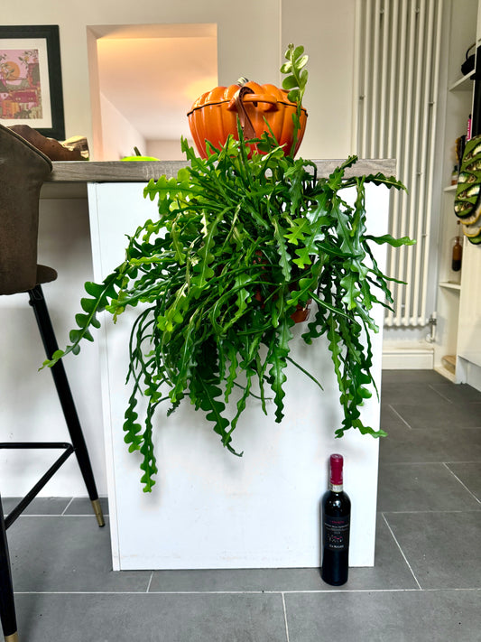 80cm Fishbone Cactus (Epiphyllum Anguliger)