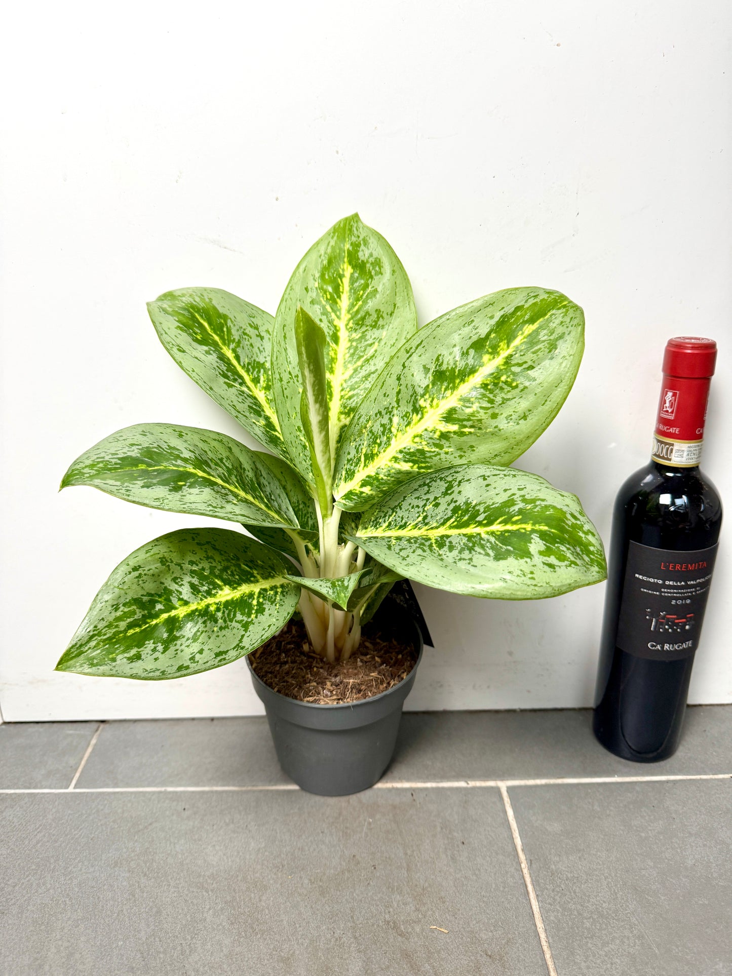 40cm Aglaonema Lemon Mint
