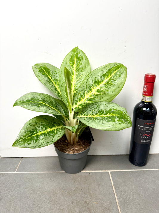 40cm Aglaonema Lemon Mint