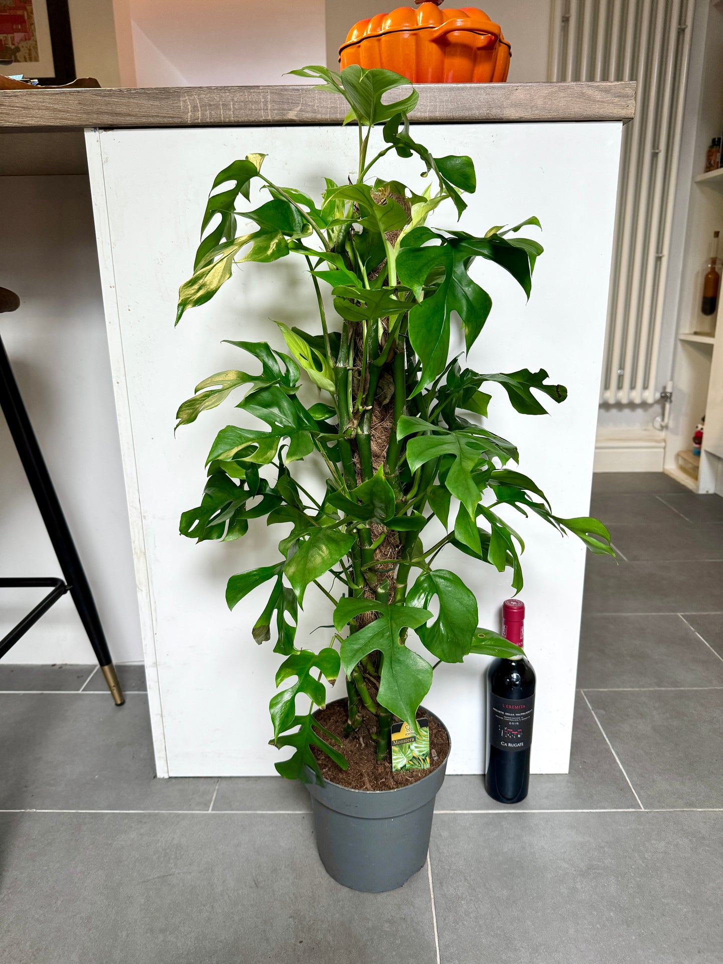 70cm Philodendron Minima