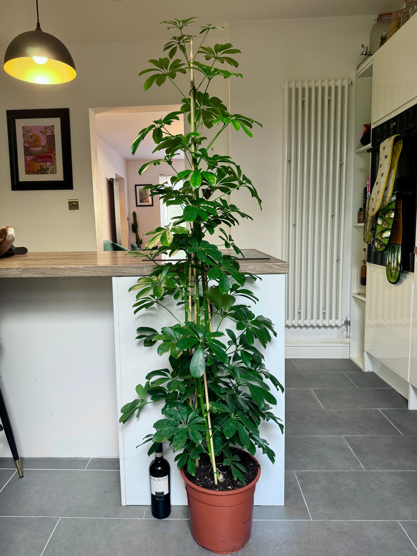 160cm Umbrella Plant (Schefflera compacta)