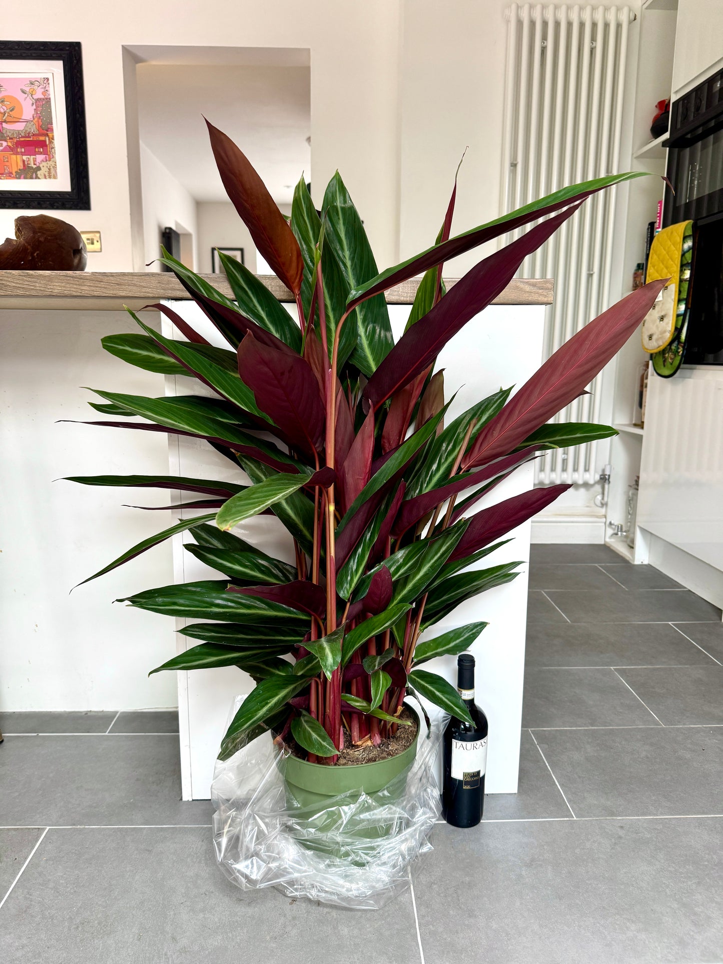 100cm Stromanthe Sanguinea