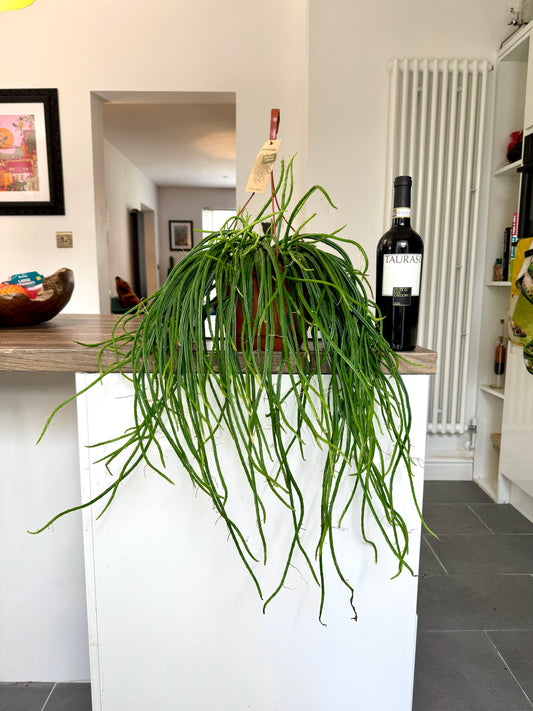 60cm Selenicereus Wercklei (Moonlight Cactus)