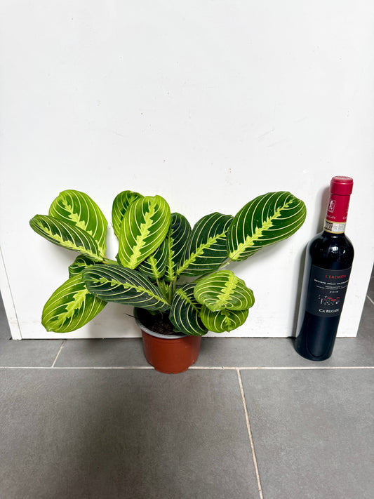 30cm Maranta Lemon Lime Prayer House Plant