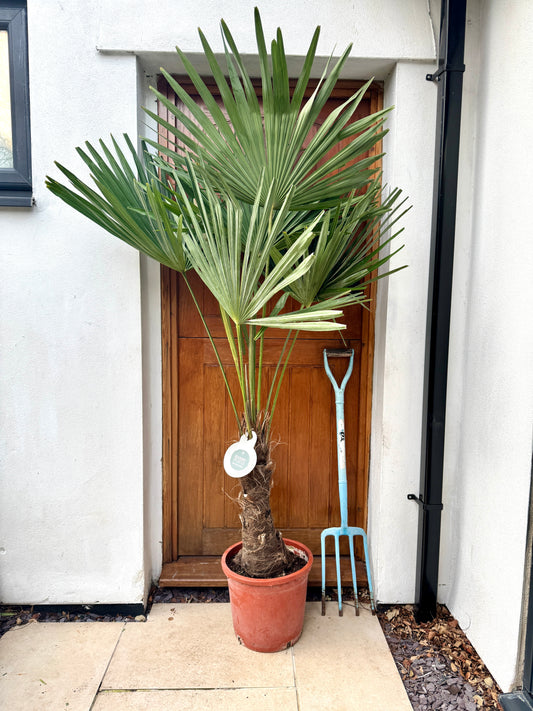 200cm Outdoor Trachycarpus Fortunei (Chusan Palm)