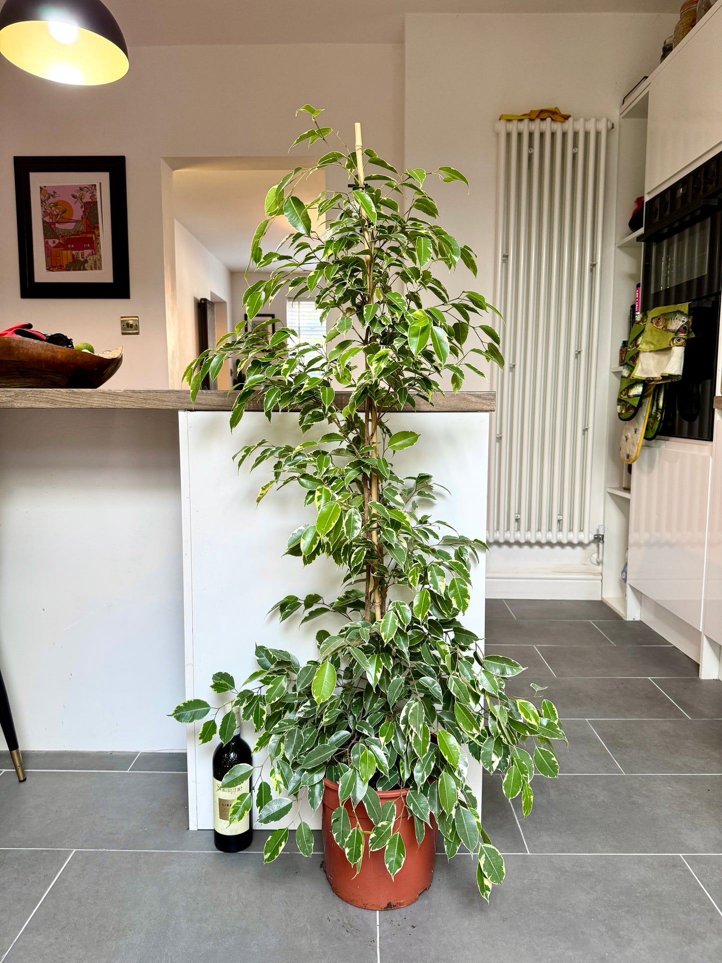 140cm Ficus Golden King