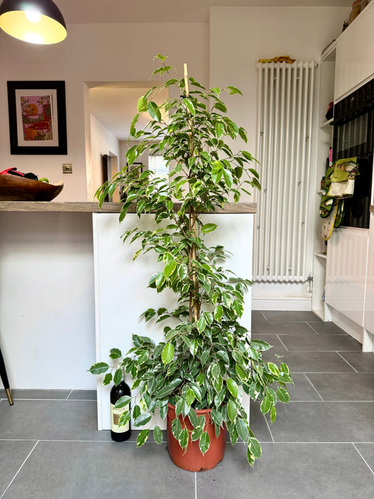 140cm Ficus Golden King