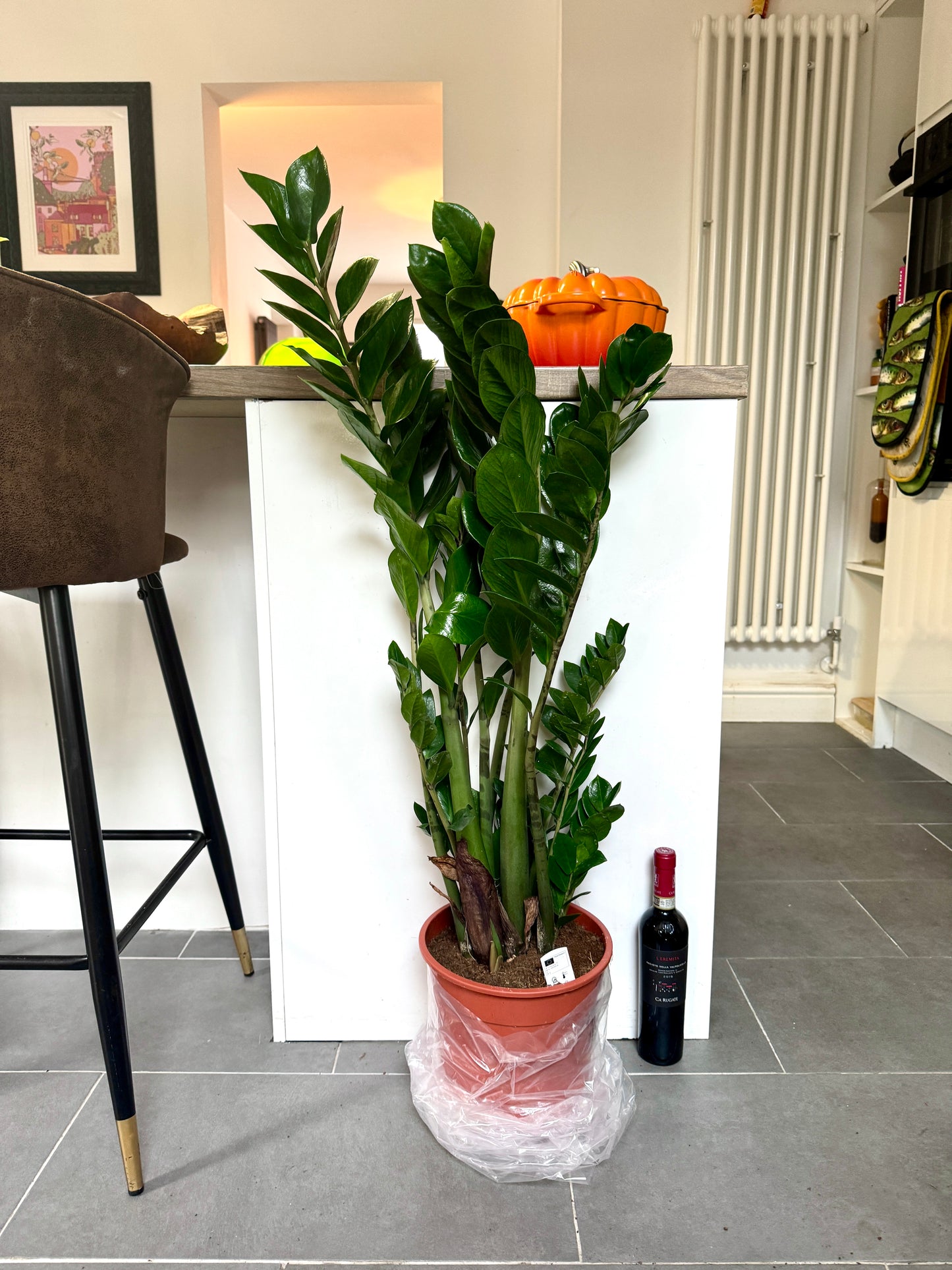 120cm Giant ZZ Plant (Zamioculcas Zamiifolia)