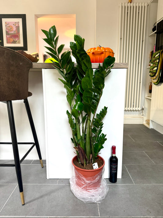 120cm Giant ZZ Plant (Zamioculcas Zamiifolia)