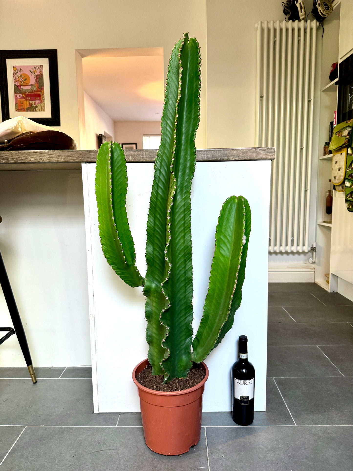 120cm Euphorbia Cactus