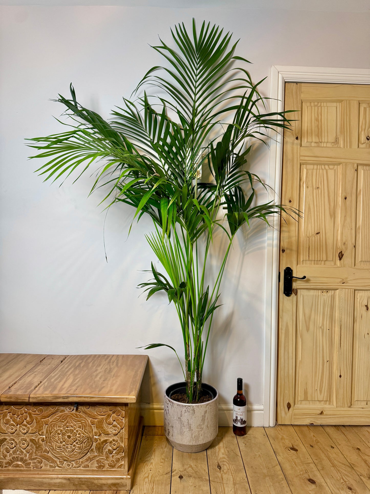 200cm Howea Forsteriana (Kentia Palm)