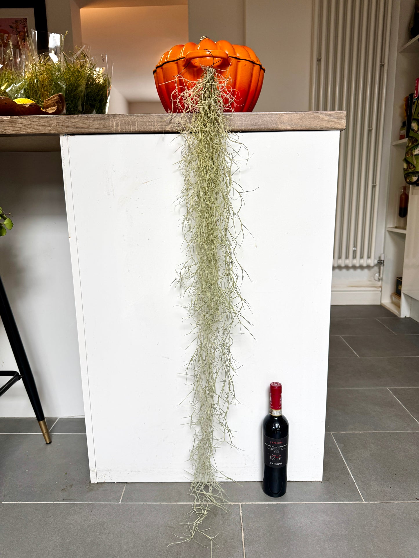 120cm Tillandsia Usneoides (Air Plant - Spanish Moss)