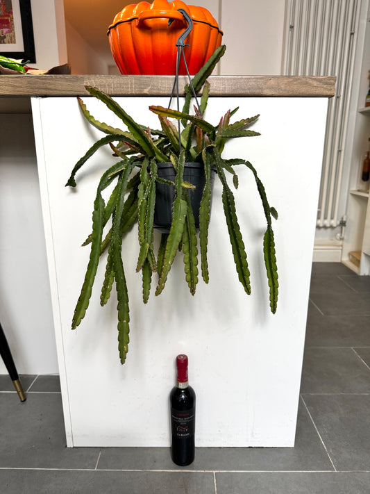 50cm Hanging Lepismium Cruciforme