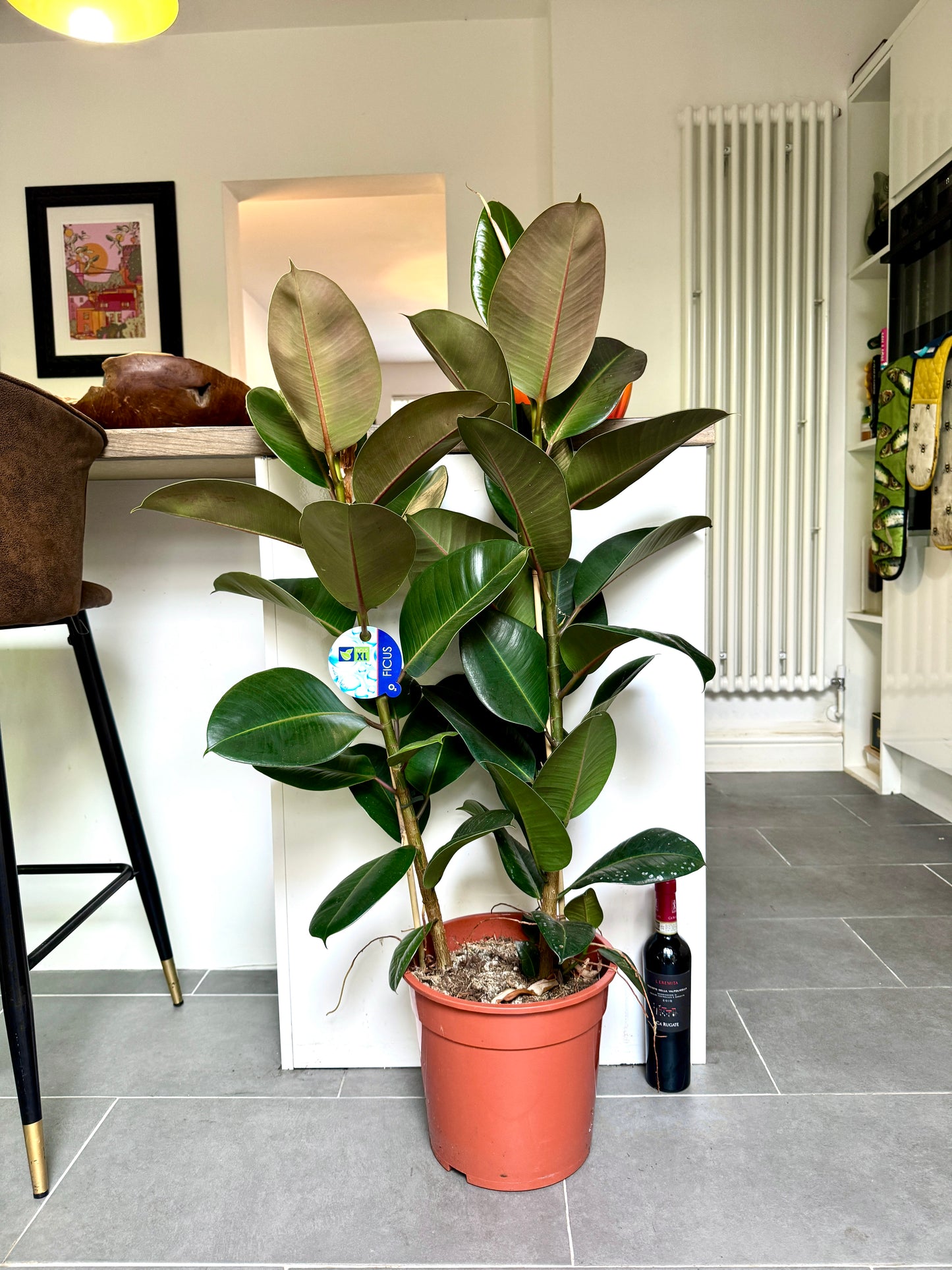 120cm Ficus Robusta (Rubber Plant)
