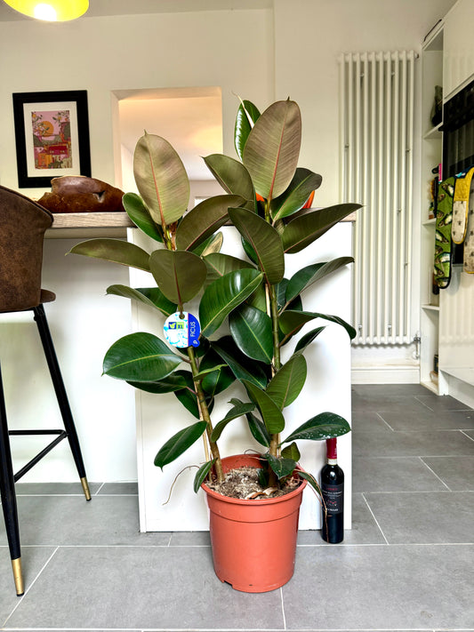 120cm Ficus Robusta (Rubber Plant)