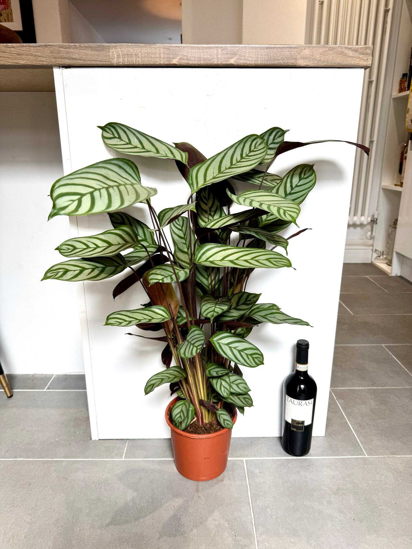 70cm Ctenanthe Compactstar